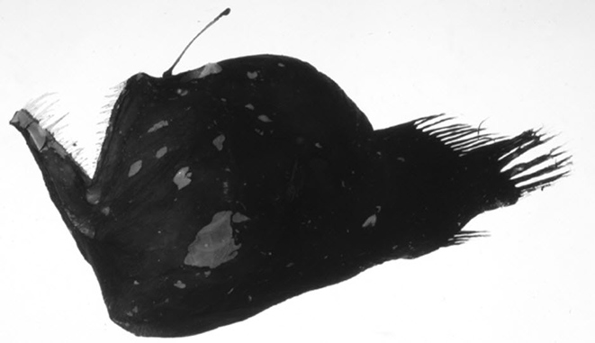 Melanocetus murrayi_02.jpg